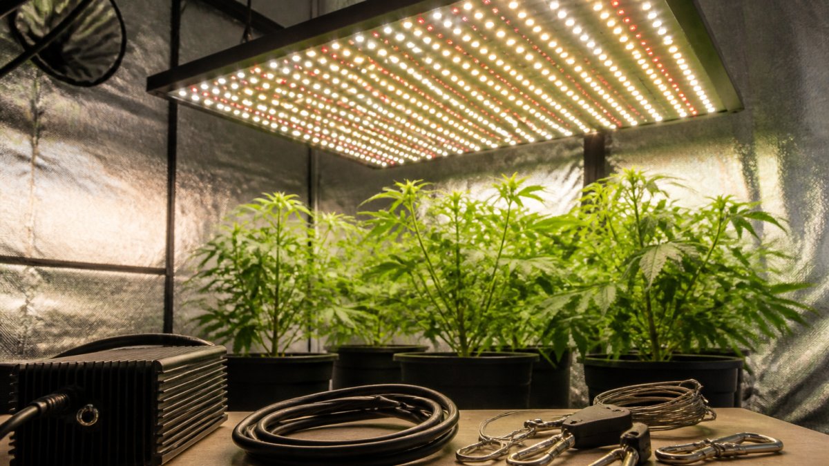 High-Performance LED Grow Lights: A Buyer's Guide