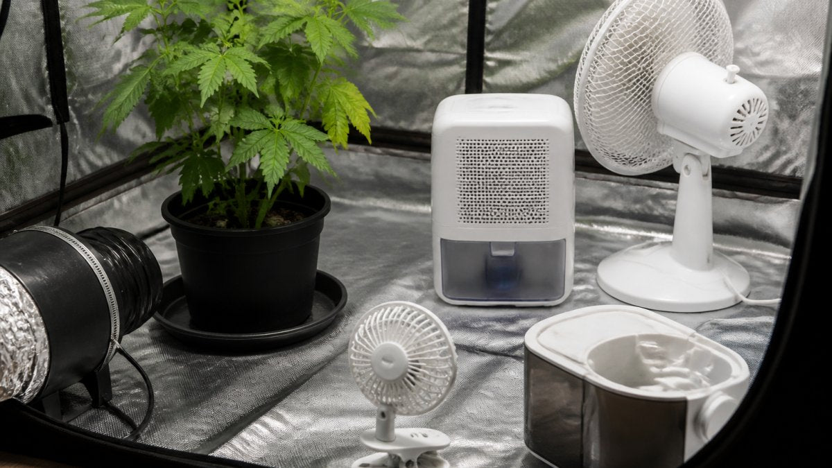 Preventing Mould in Indoor Grow Setups: 7 Steps