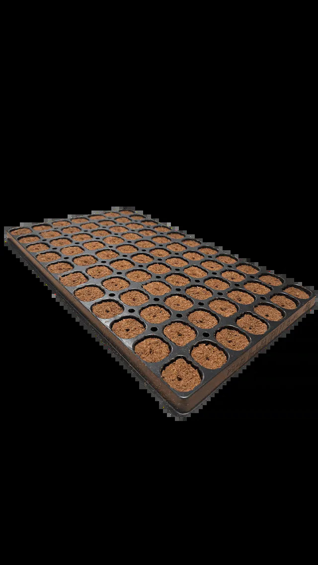 Gold Label Dry Plug Tray x 77